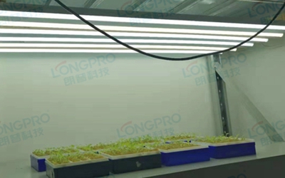 UV紫外線照射實驗：植物如何應對自然環(huán)境中的紫外線威脅？
